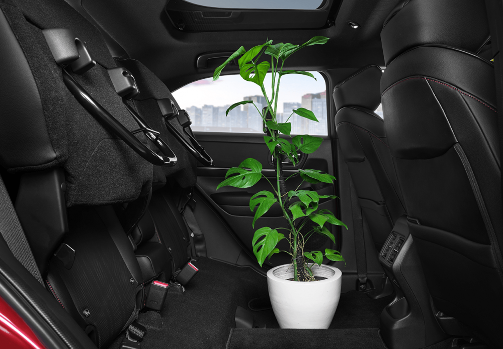 detail_0024_thall_mode03277_edt_ok__1647586981733